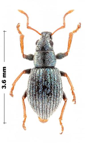 Réf. 332 995 : Chiloneus sp.
